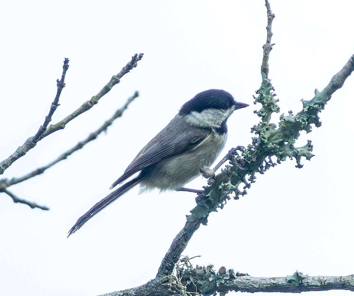 Carolina Chickadee - Mary-Rose Hoang