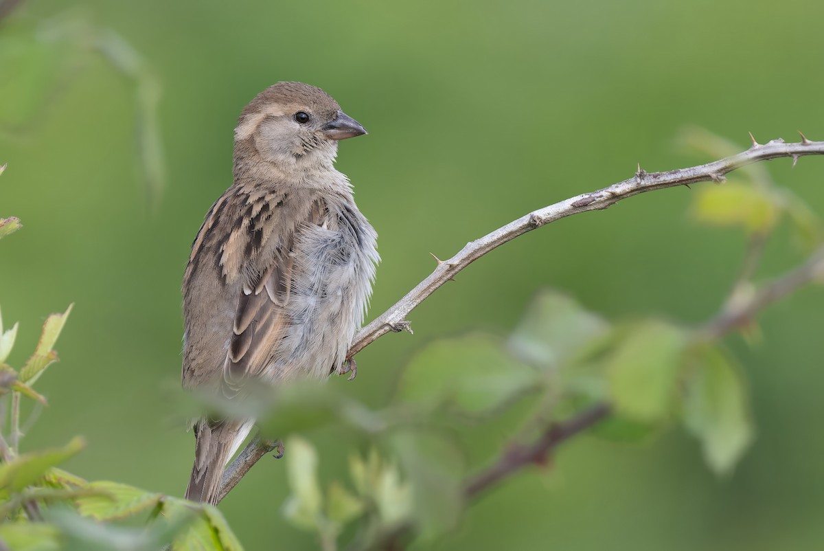 Spanish Sparrow - Mitchell Goldfarb