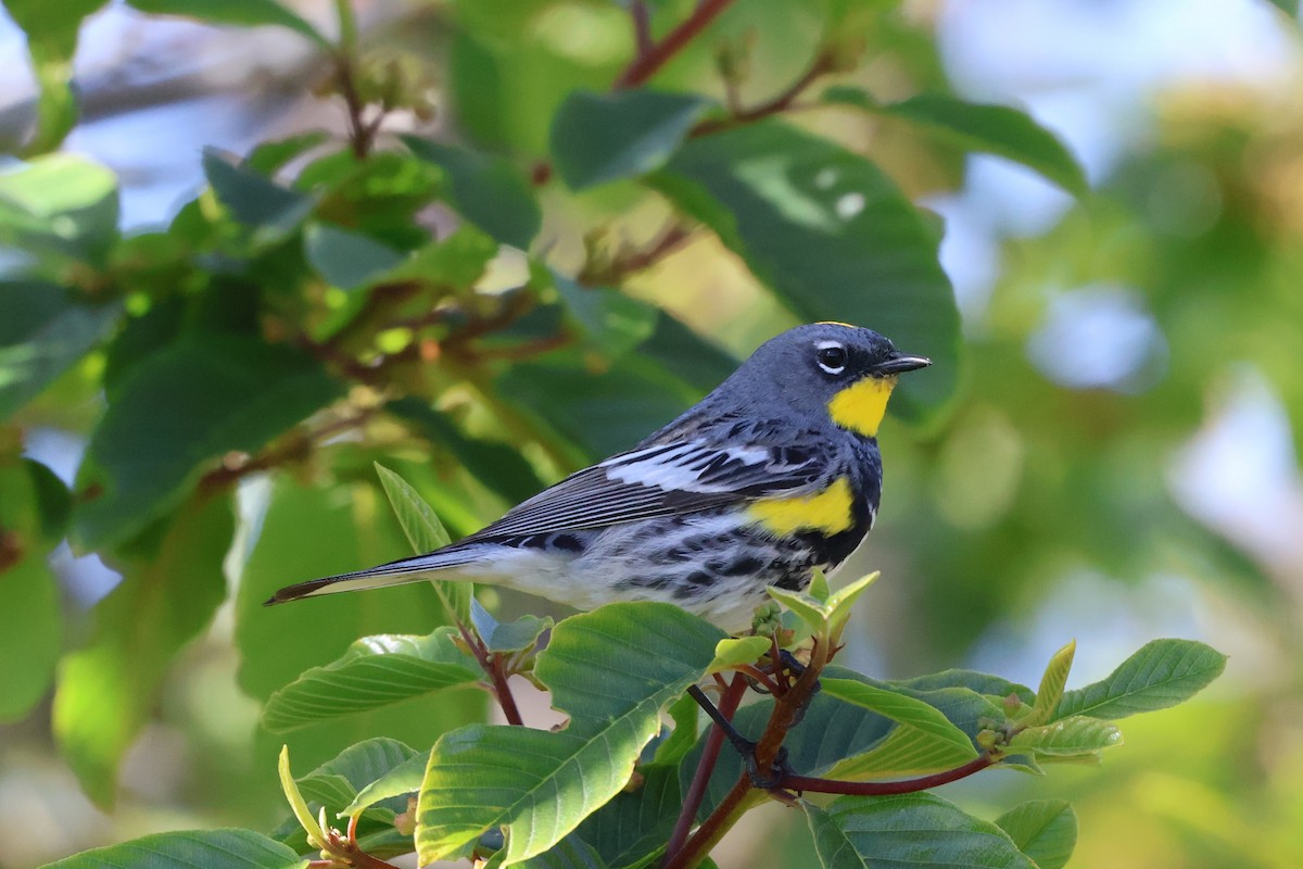 Yellow-rumped Warbler (Audubon's) - Peter Pyle