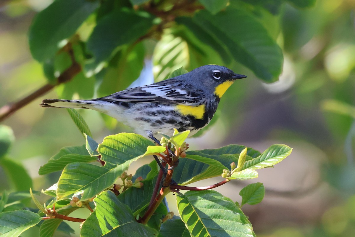 Yellow-rumped Warbler (Audubon's) - Peter Pyle