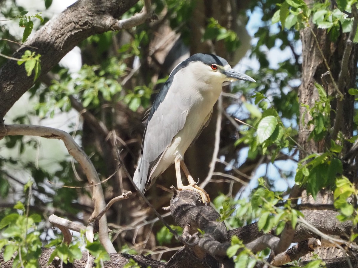 Black-crowned Night Heron - David Zook