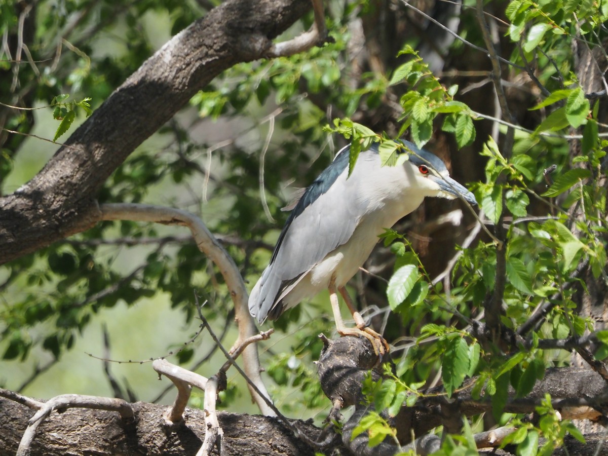 Black-crowned Night Heron - David Zook