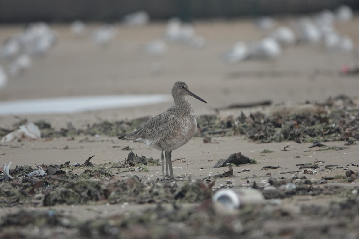 Willet - ML618192826