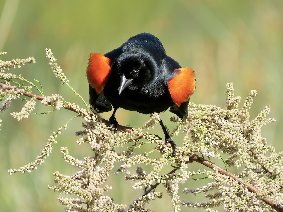 Red-winged Blackbird - Kenneth Weaver