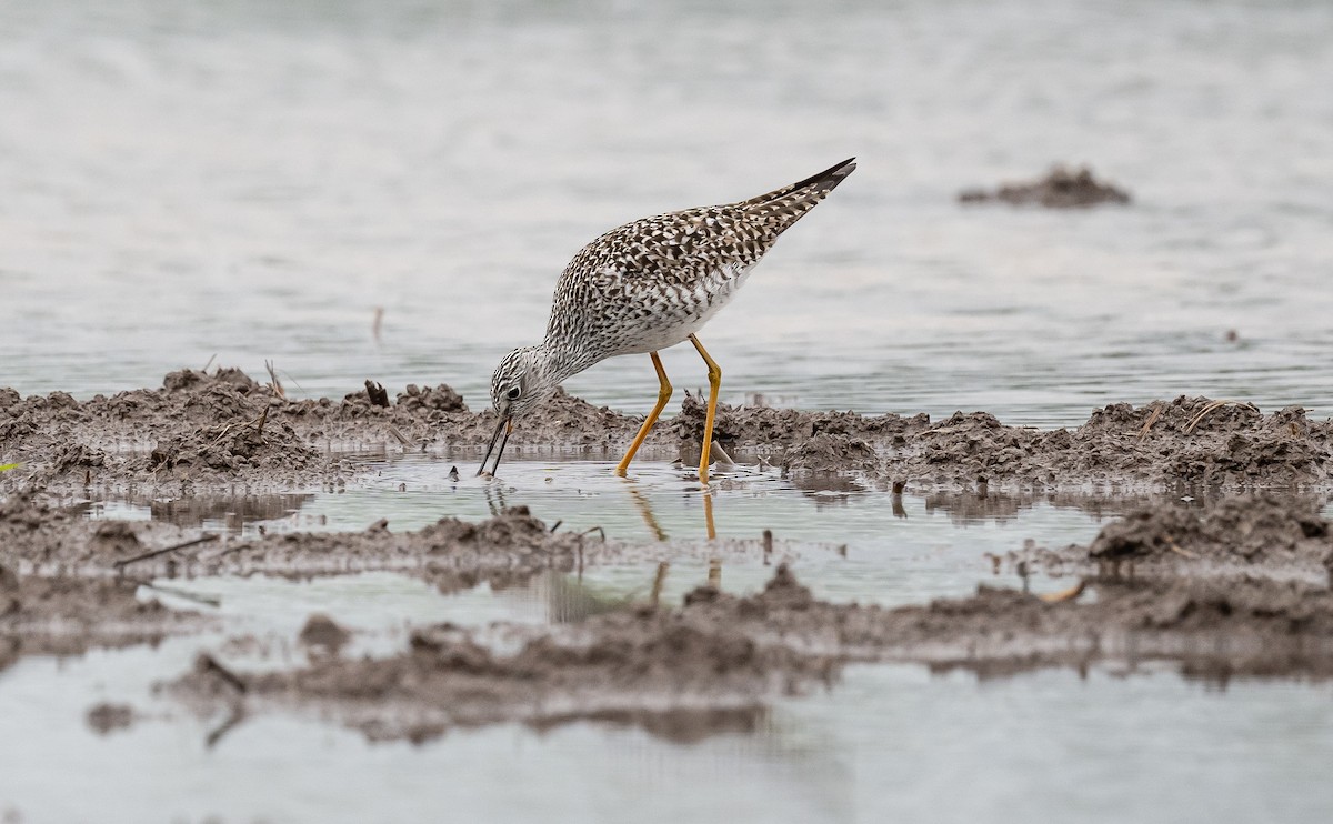 Lesser Yellowlegs - Taylor Long