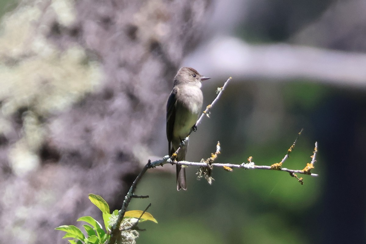 Western Wood-Pewee - Eric Cameron