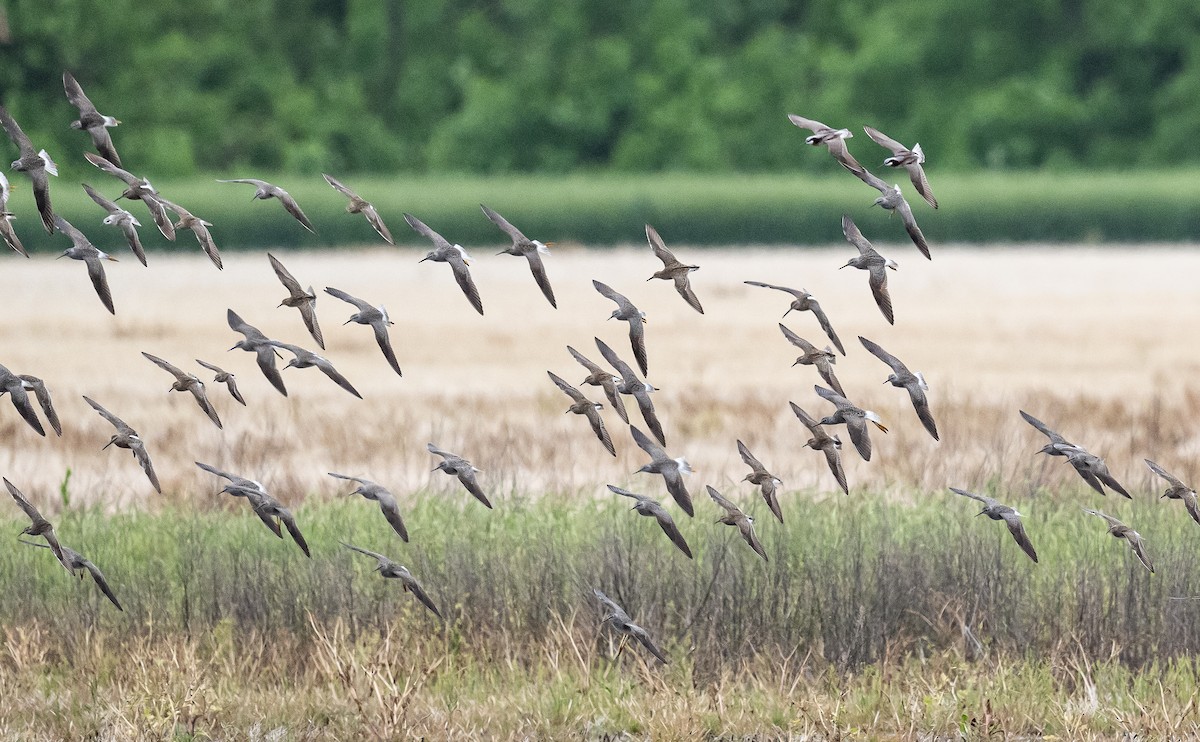 Lesser Yellowlegs - Taylor Long