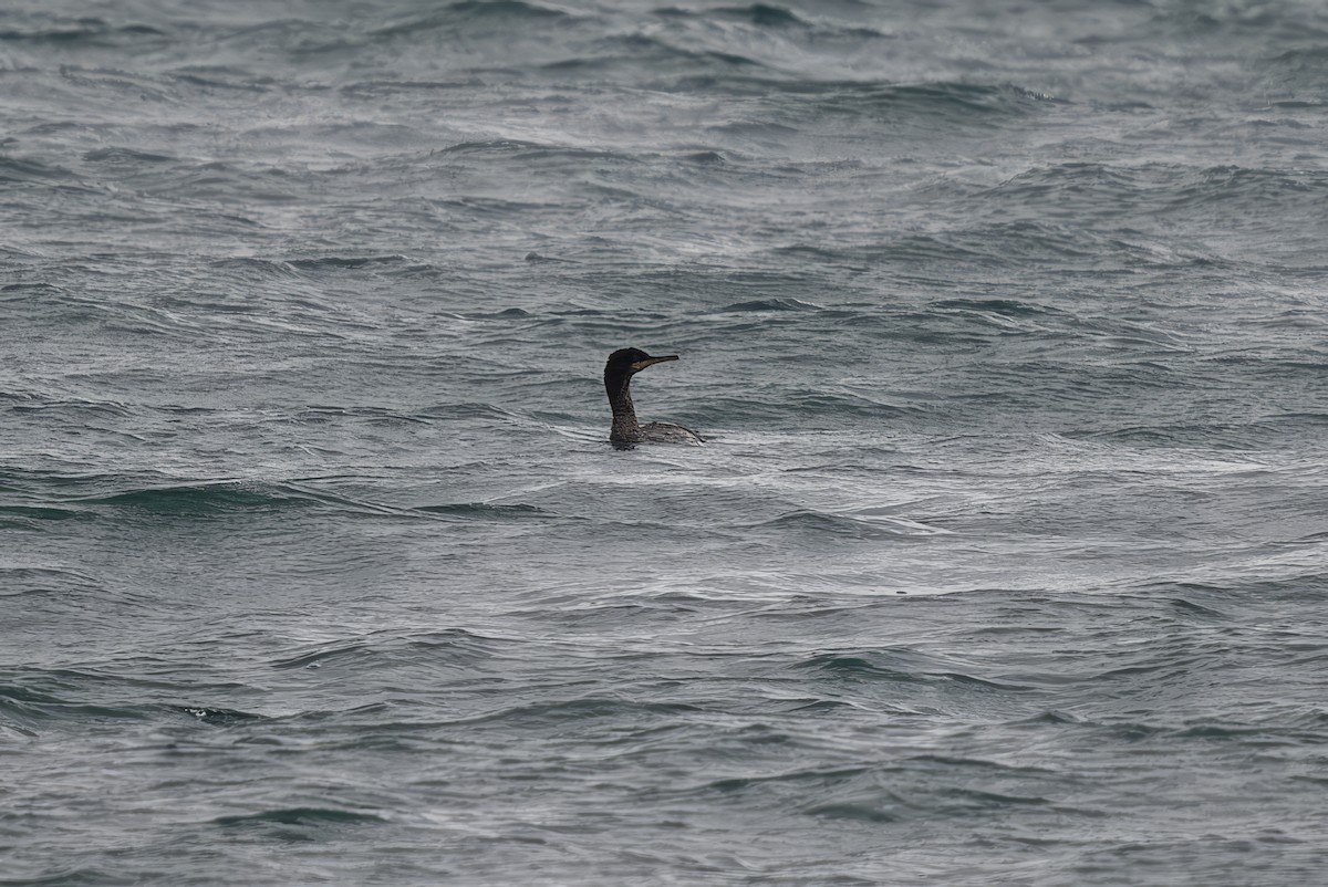 European Shag - Mitchell Goldfarb