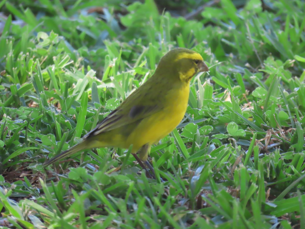 Yellow Canary - ML618192865
