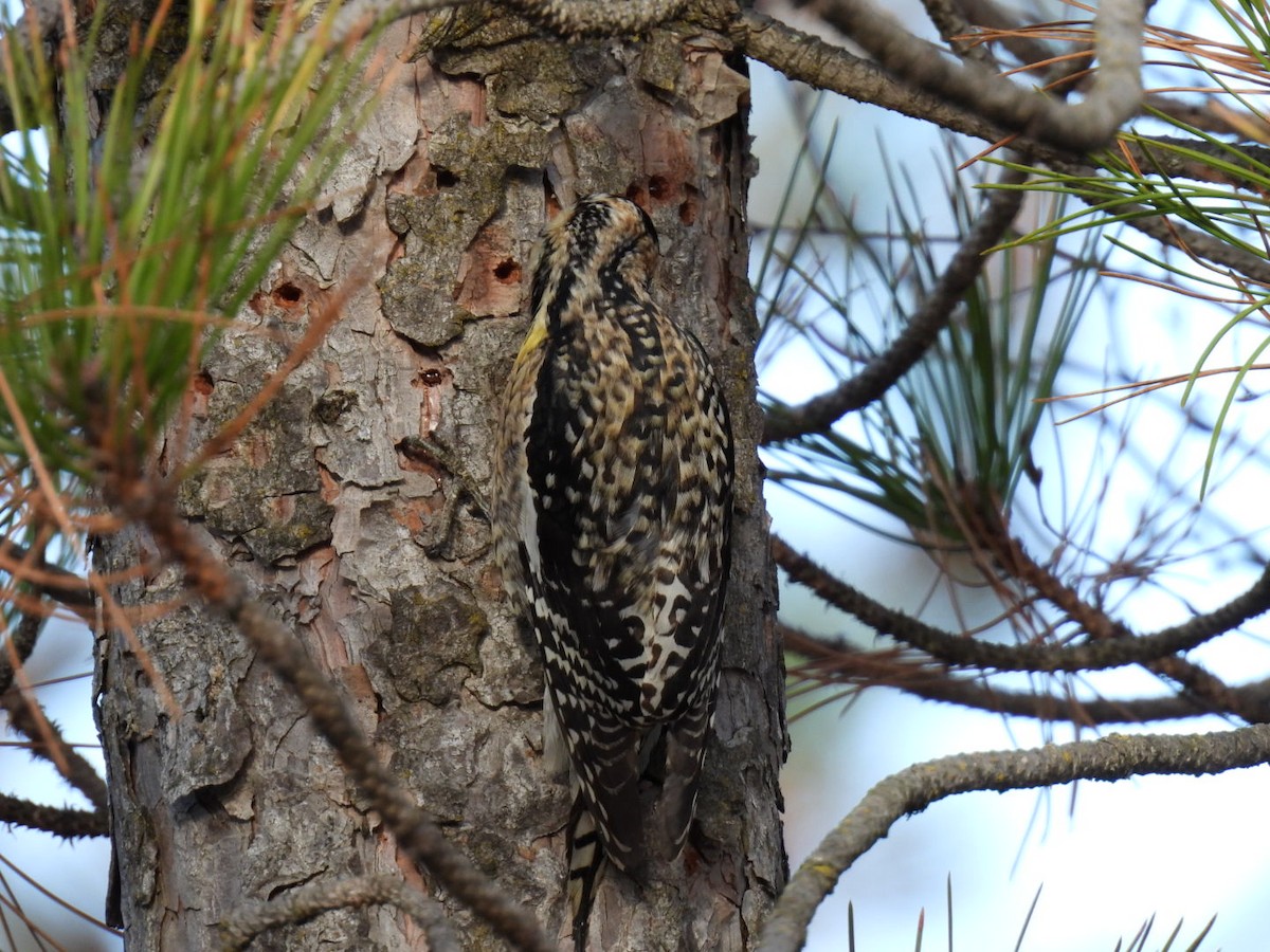 Yellow-bellied Sapsucker - Joe McGill