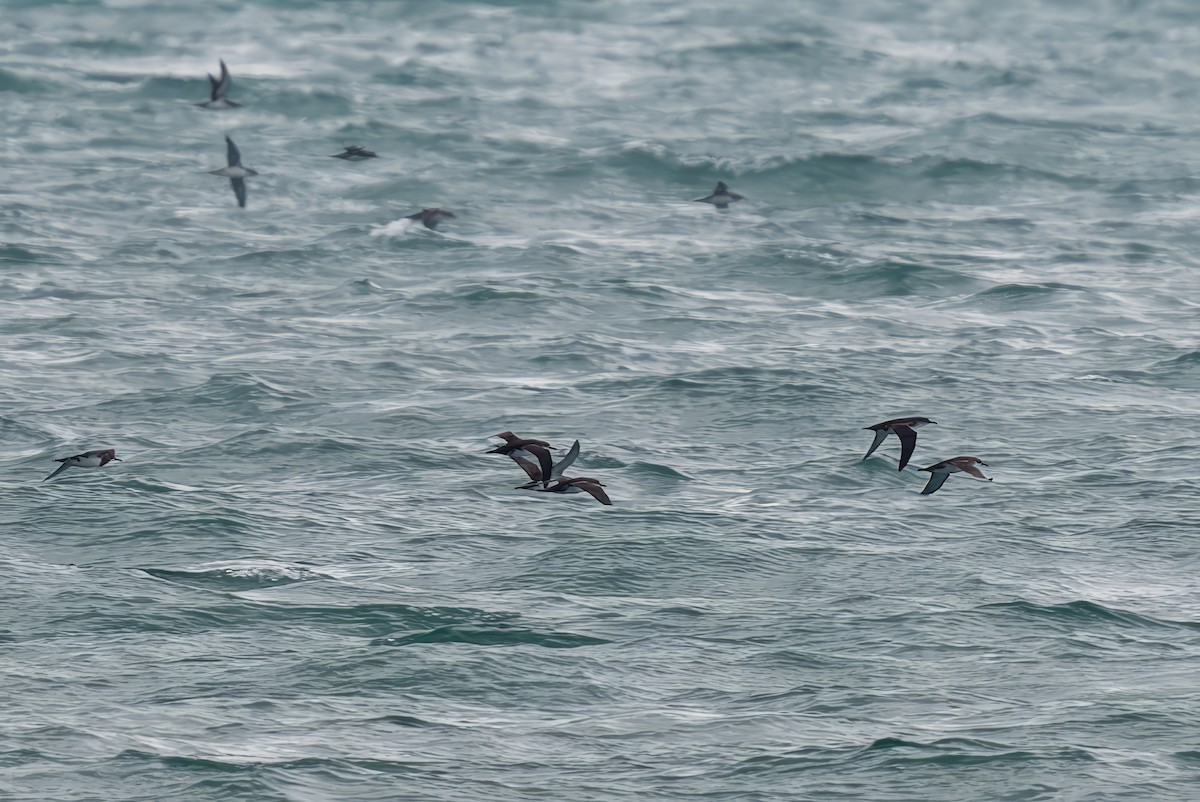 Yelkouan Shearwater - Mitchell Goldfarb