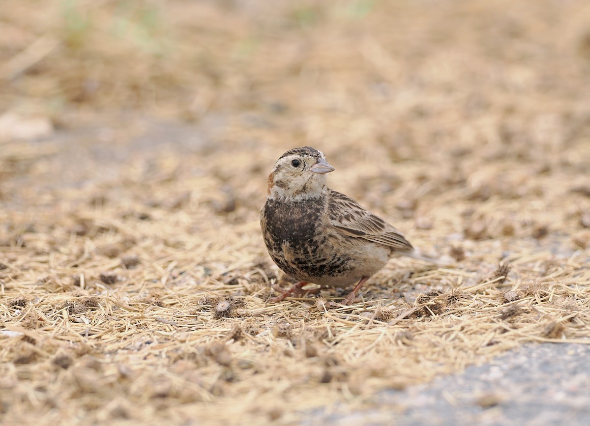 Chestnut-collared Longspur - Sam Woods