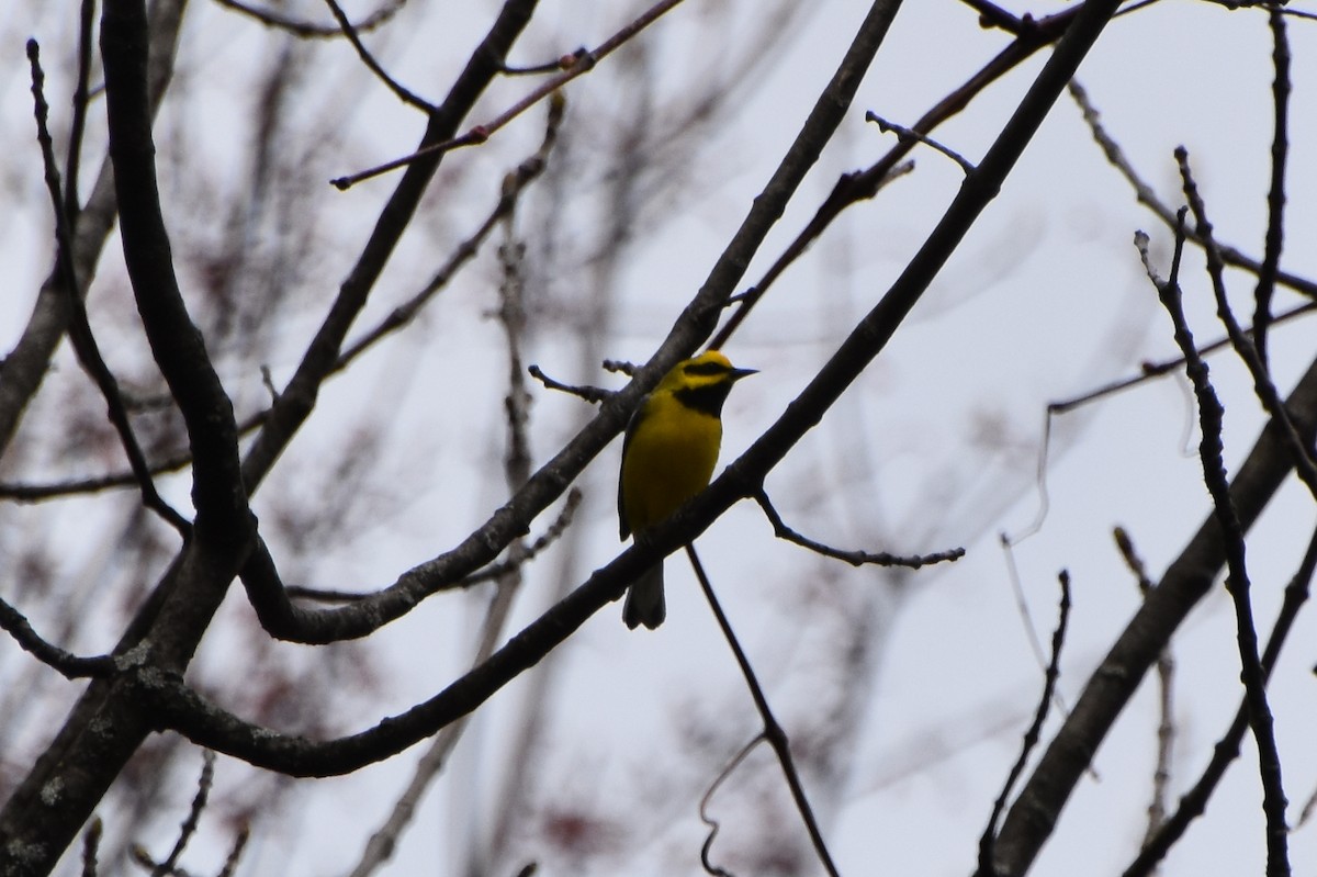 Lawrence's Warbler (hybrid) - Valerie Burdette