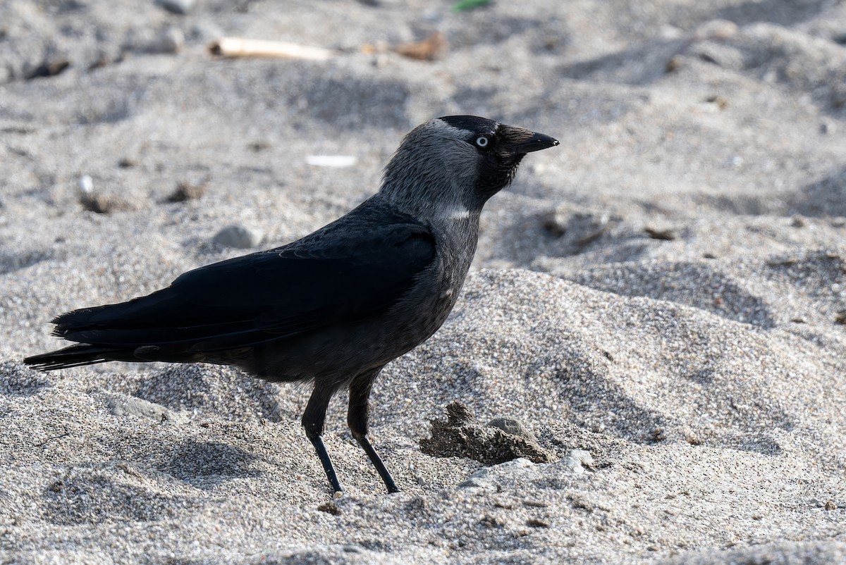 Eurasian Jackdaw - Mitchell Goldfarb