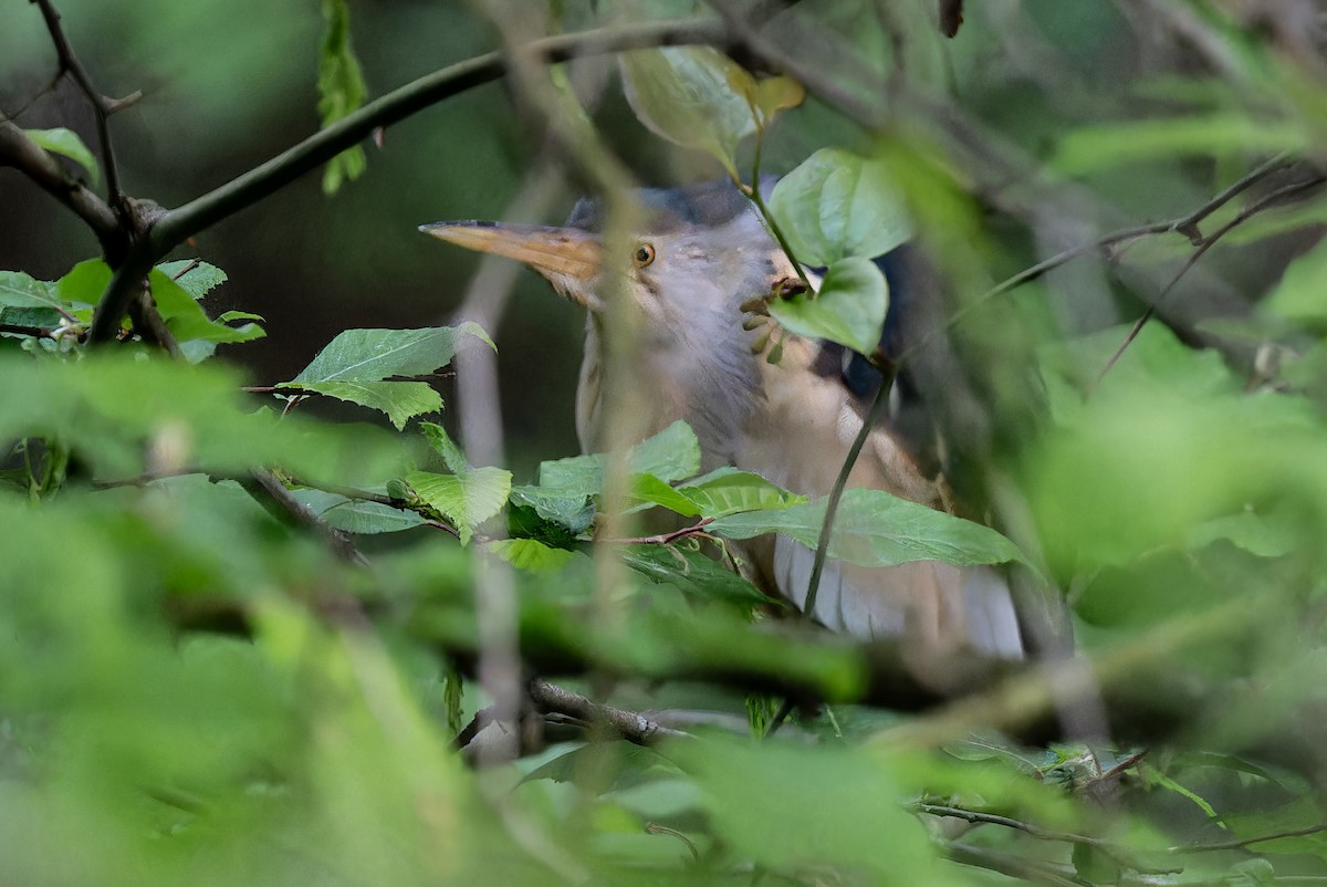 Little Bittern - Mitchell Goldfarb