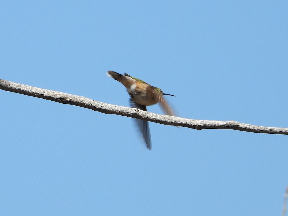 Broad-tailed Hummingbird - ML618192960