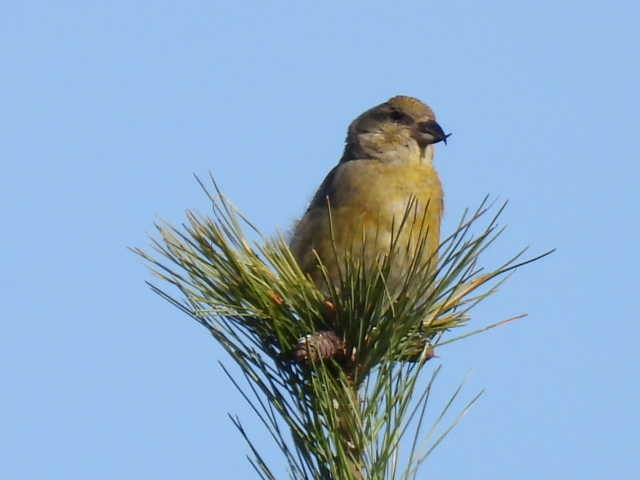 Red Crossbill - Joe McGill