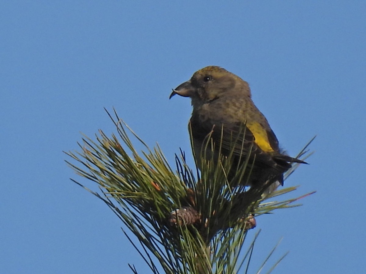 Red Crossbill - Joseph McGill