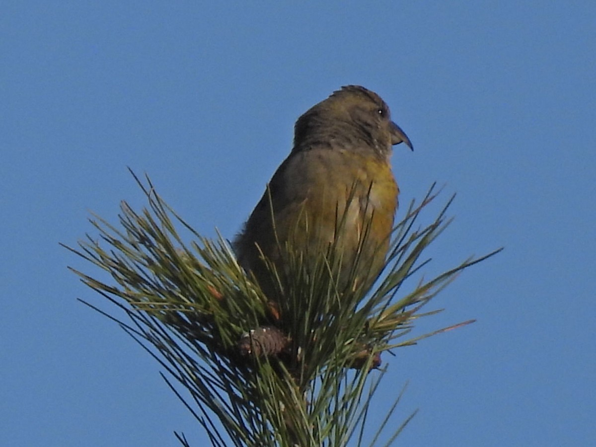 Red Crossbill - Joe McGill