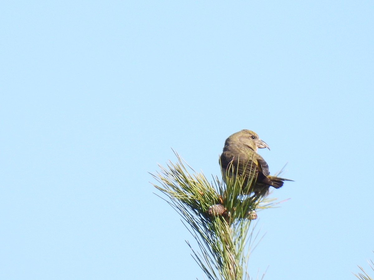 Red Crossbill - Joe McGill