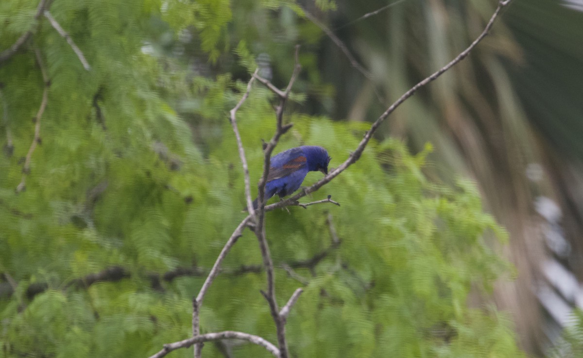 Blue Grosbeak - Douglas Hall