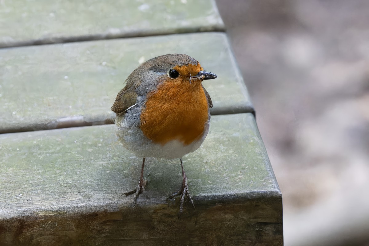 European Robin - Mitchell Goldfarb