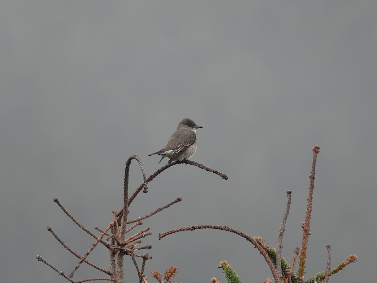 Olive-sided Flycatcher - ML618192985