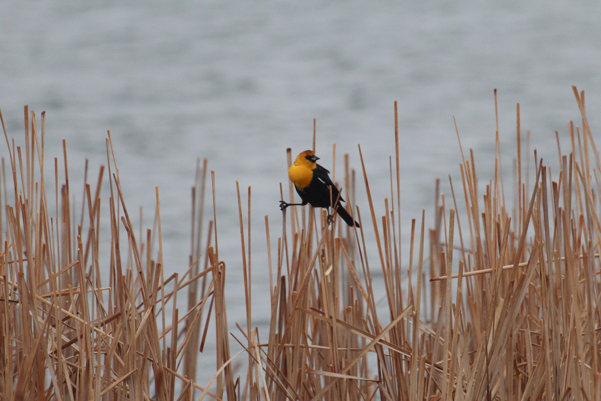 Yellow-headed Blackbird - ML618192990