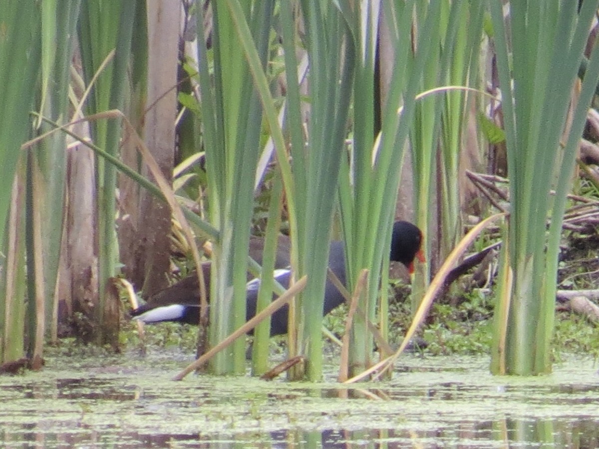 Gallinule d'Amérique - ML61819301