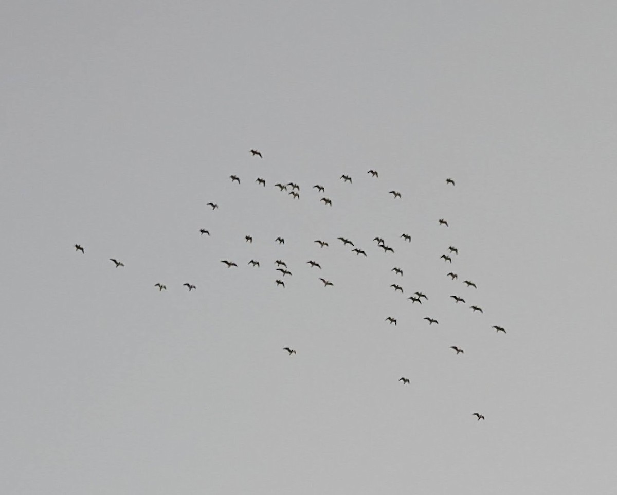 Franklin's Gull - ML618193026