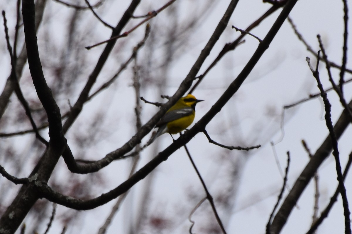 Lawrence's Warbler (hybrid) - Valerie Burdette