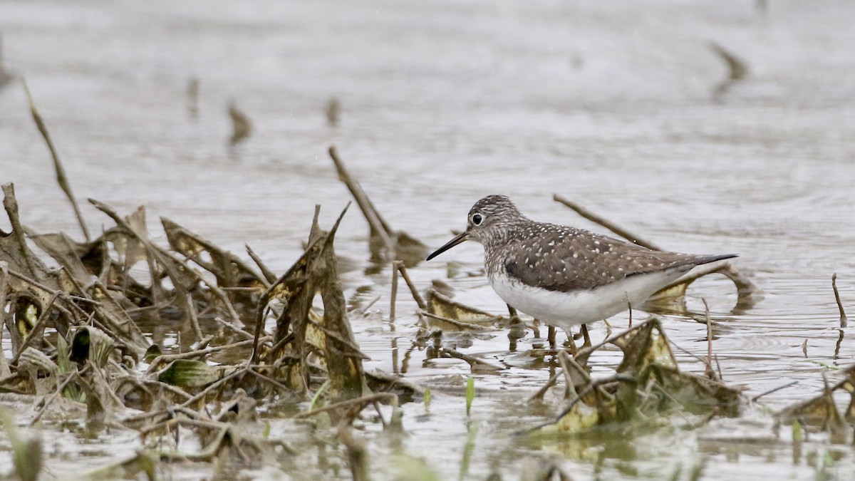 Solitary Sandpiper - ML618193037