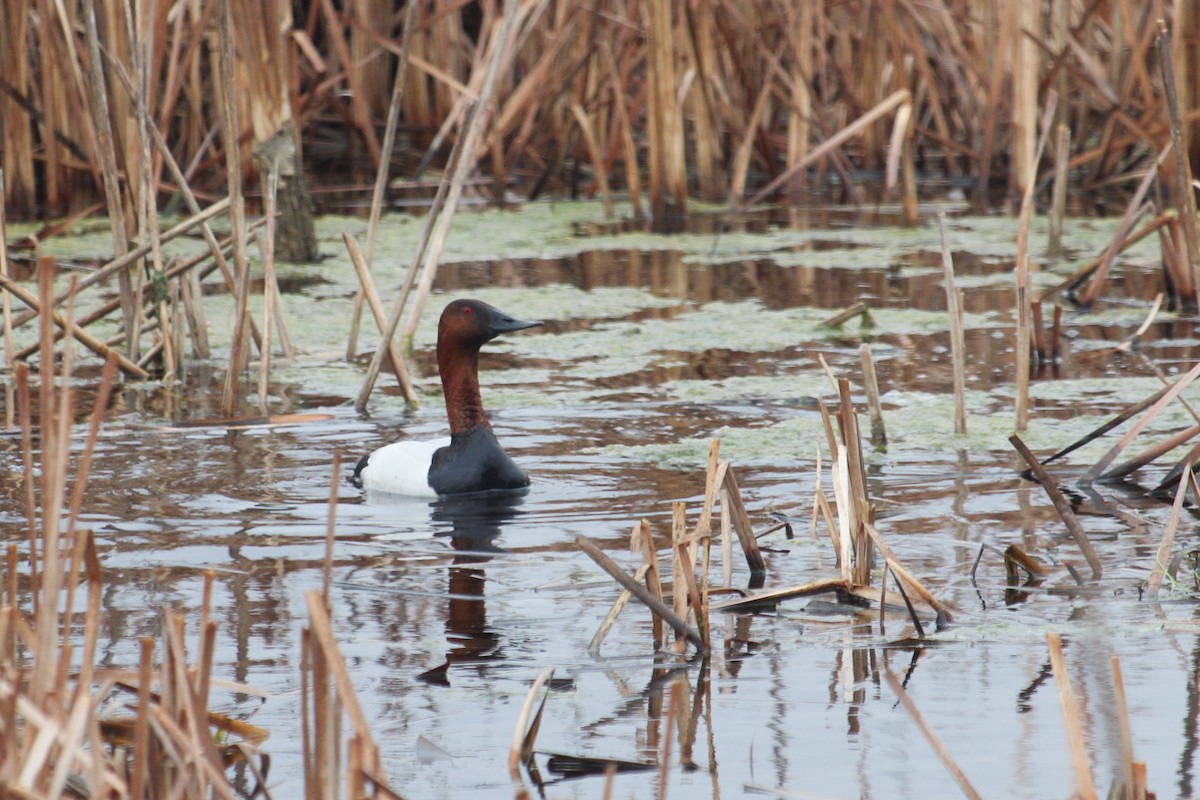 Canvasback - ML618193055