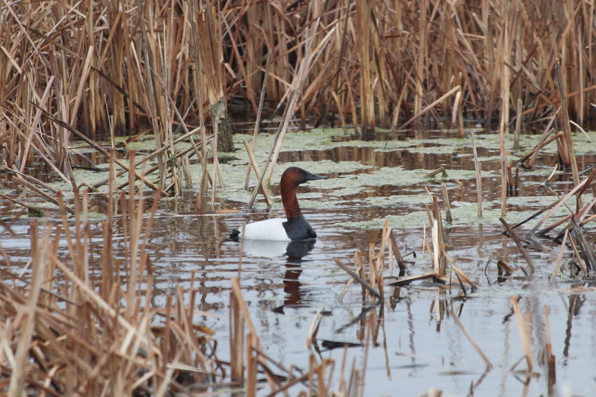 Canvasback - Noah Chambers