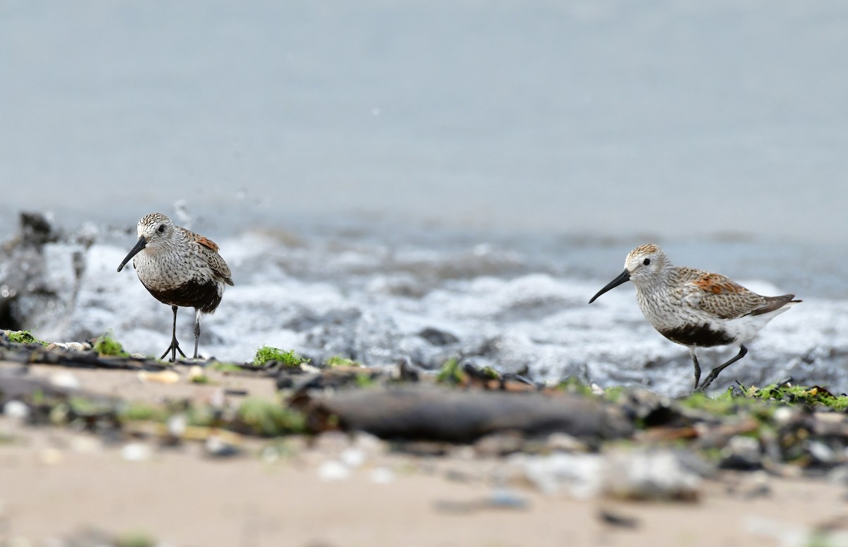 Dunlin - ML618193082