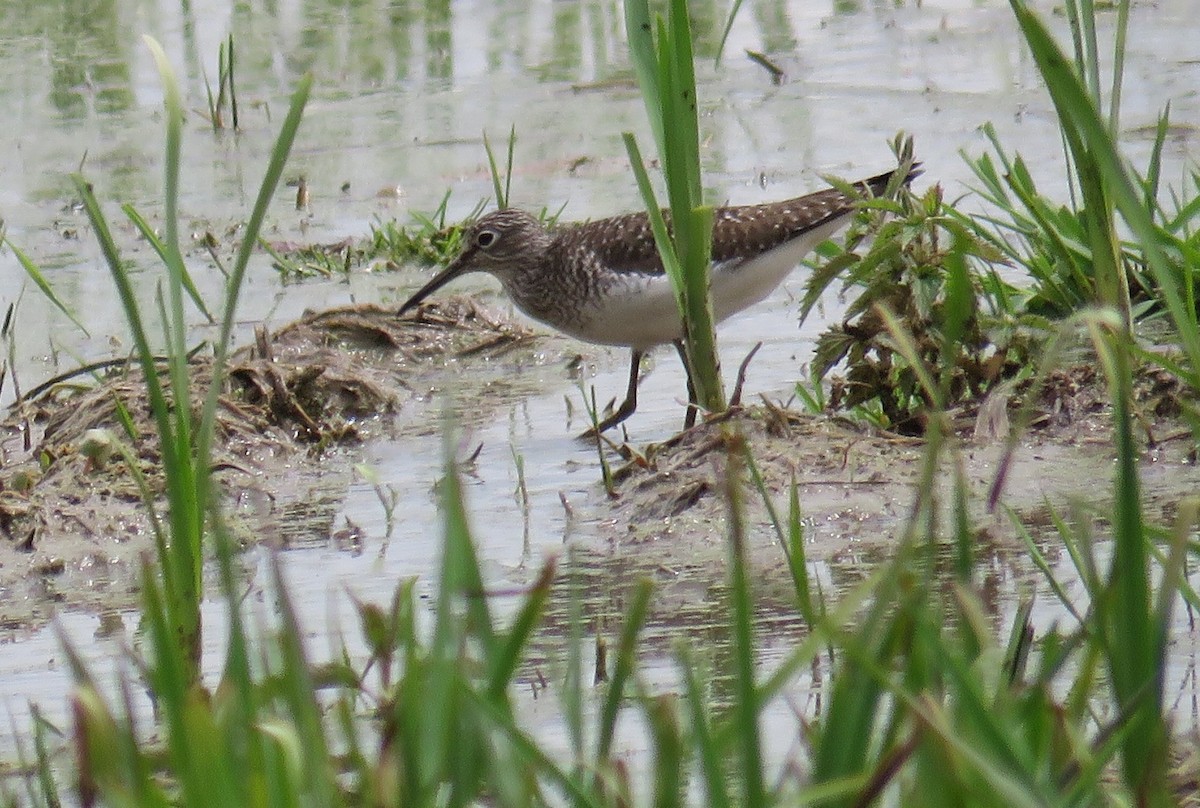 Solitary Sandpiper - Bob Pape