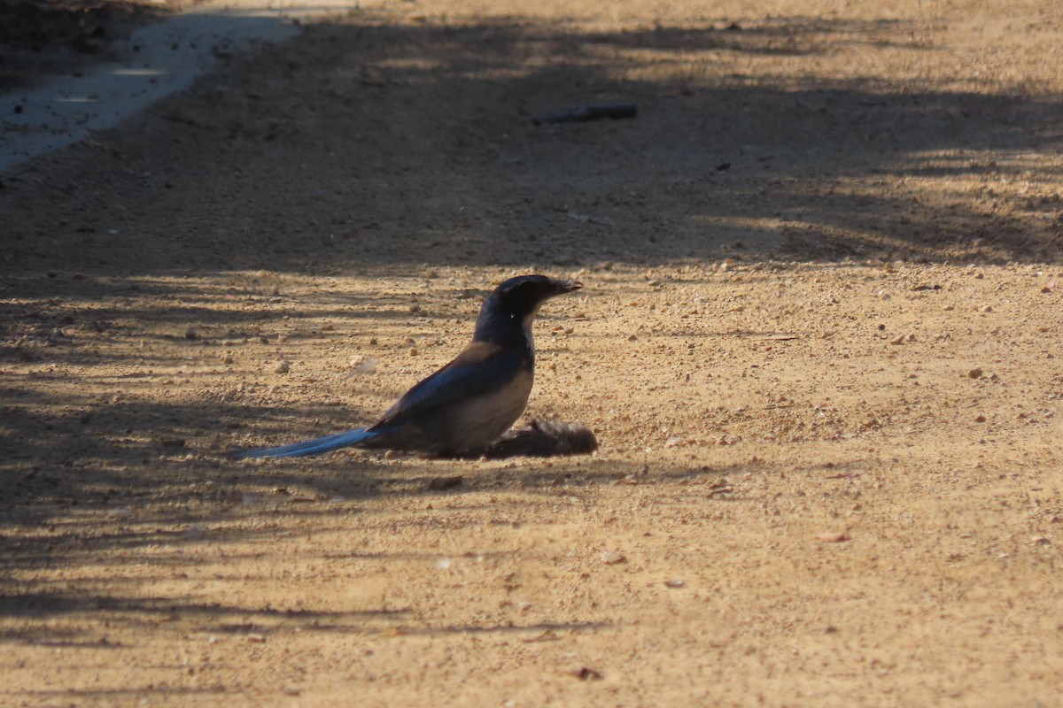 California Scrub-Jay - Becky Turley