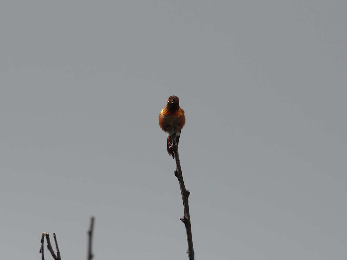 Rufous Hummingbird - Donna Nordstrom