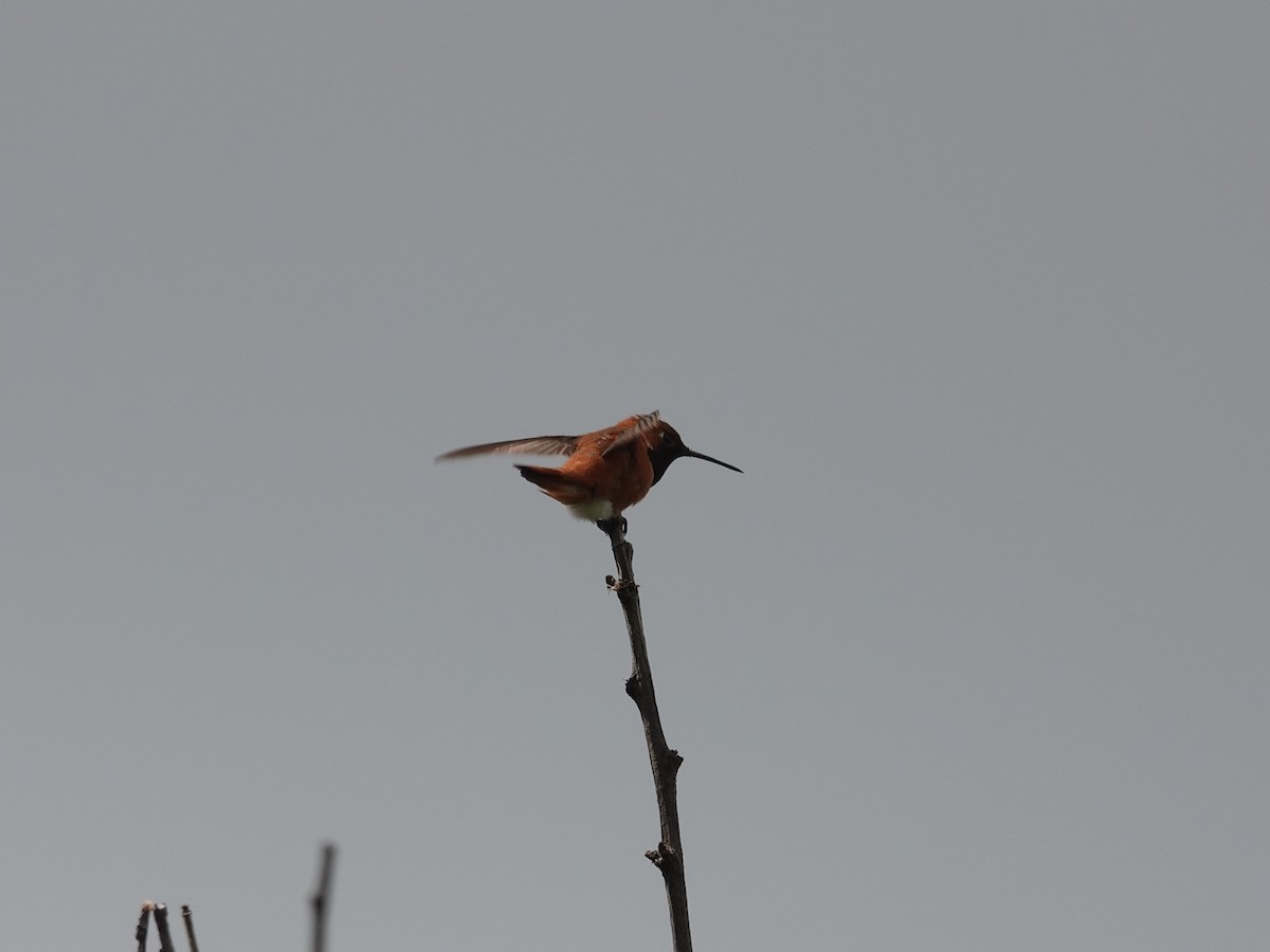 Kızıl Sırtlı Kolibri - ML618193110