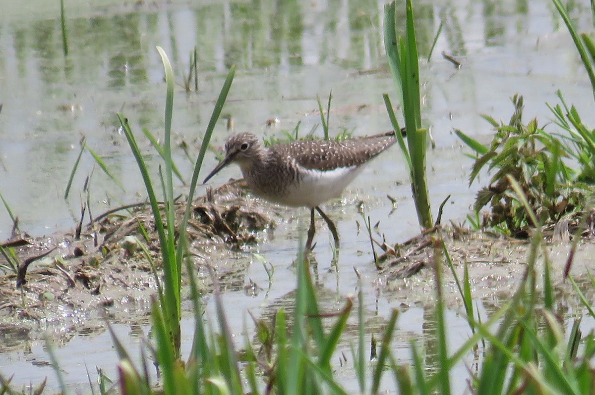 Solitary Sandpiper - ML618193115