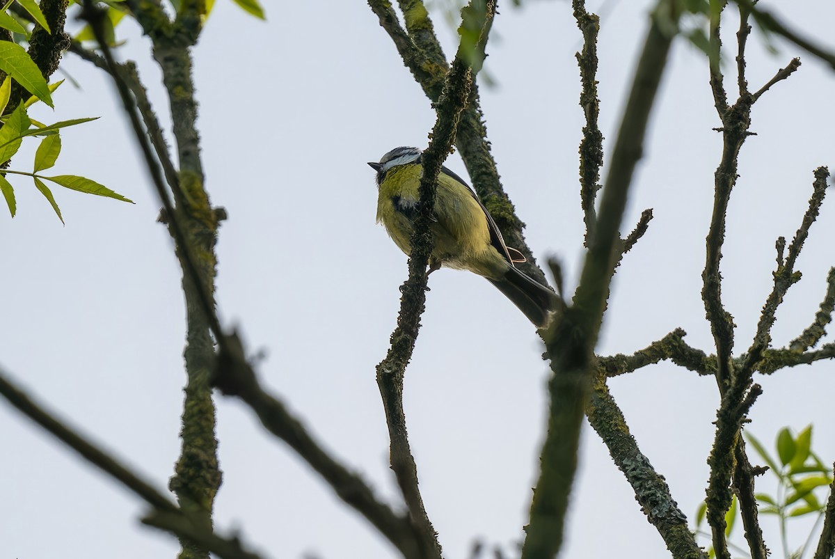 Eurasian Blue Tit - Mitchell Goldfarb