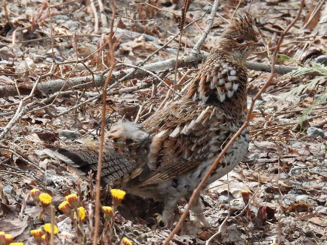 Ruffed Grouse - Joe McGill