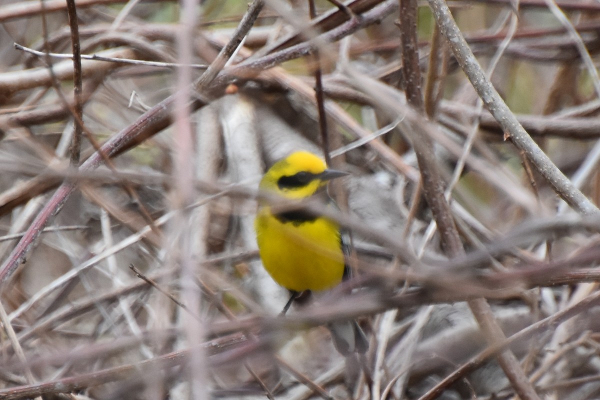 Lawrence's Warbler (hybrid) - Valerie Burdette