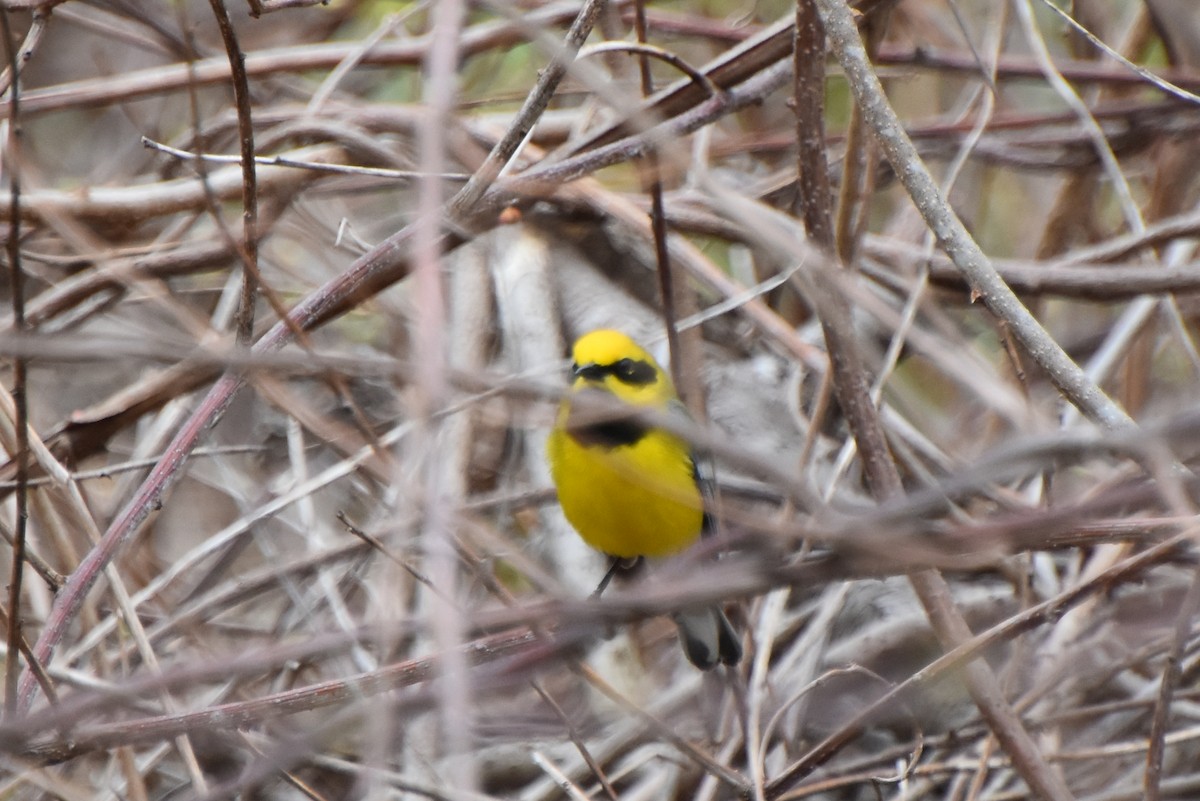 Lawrence's Warbler (hybrid) - Valerie Burdette