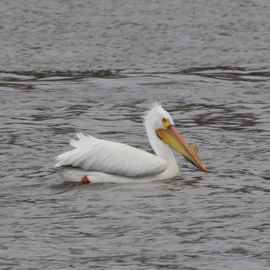 American White Pelican - Farzad Sadjadi