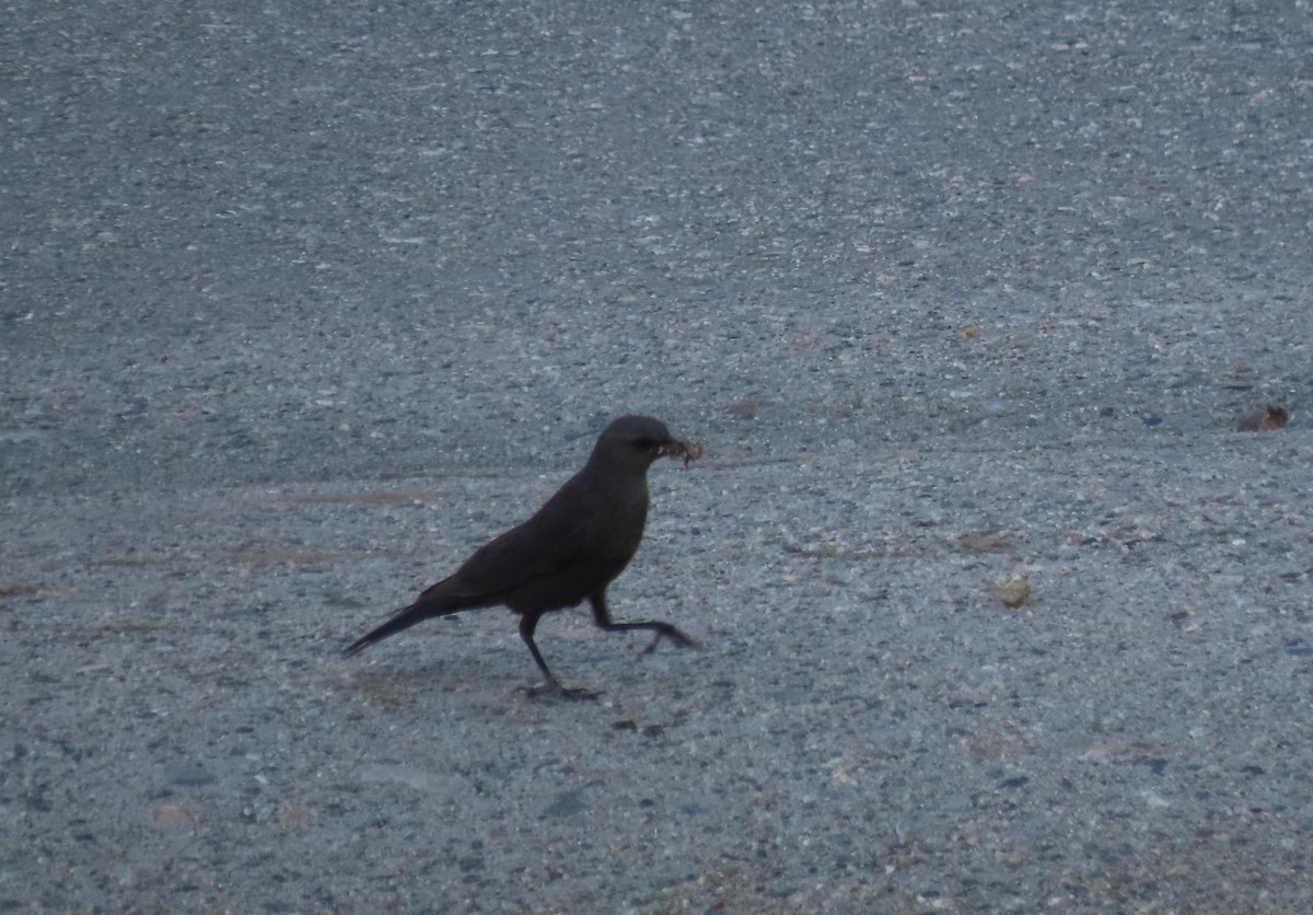 Brewer's Blackbird - Becky Turley