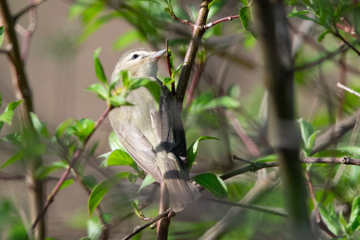 Warbling Vireo - ML618193189