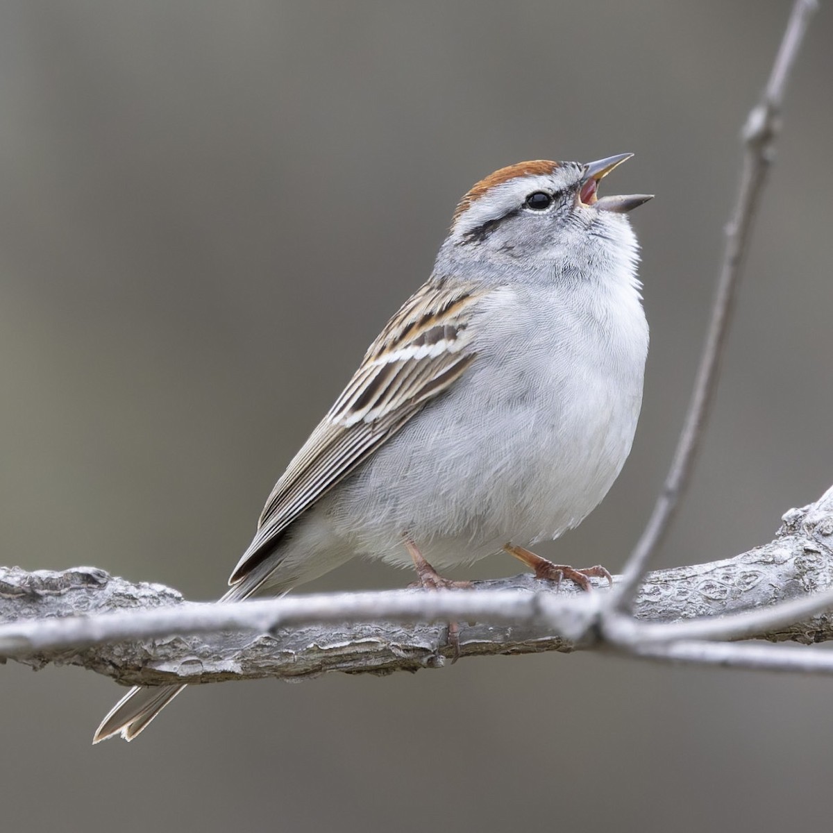 Chipping Sparrow - Farzad Sadjadi