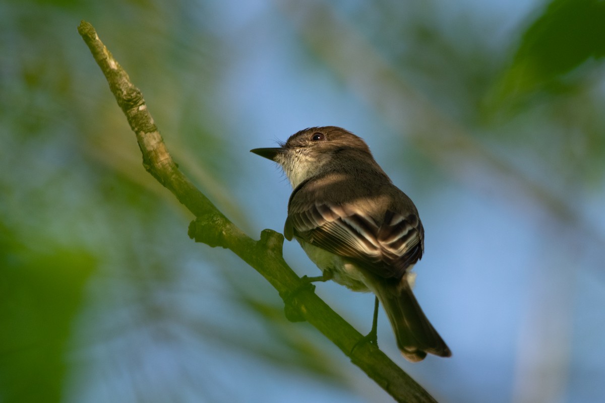 Eastern Phoebe - ML618193204