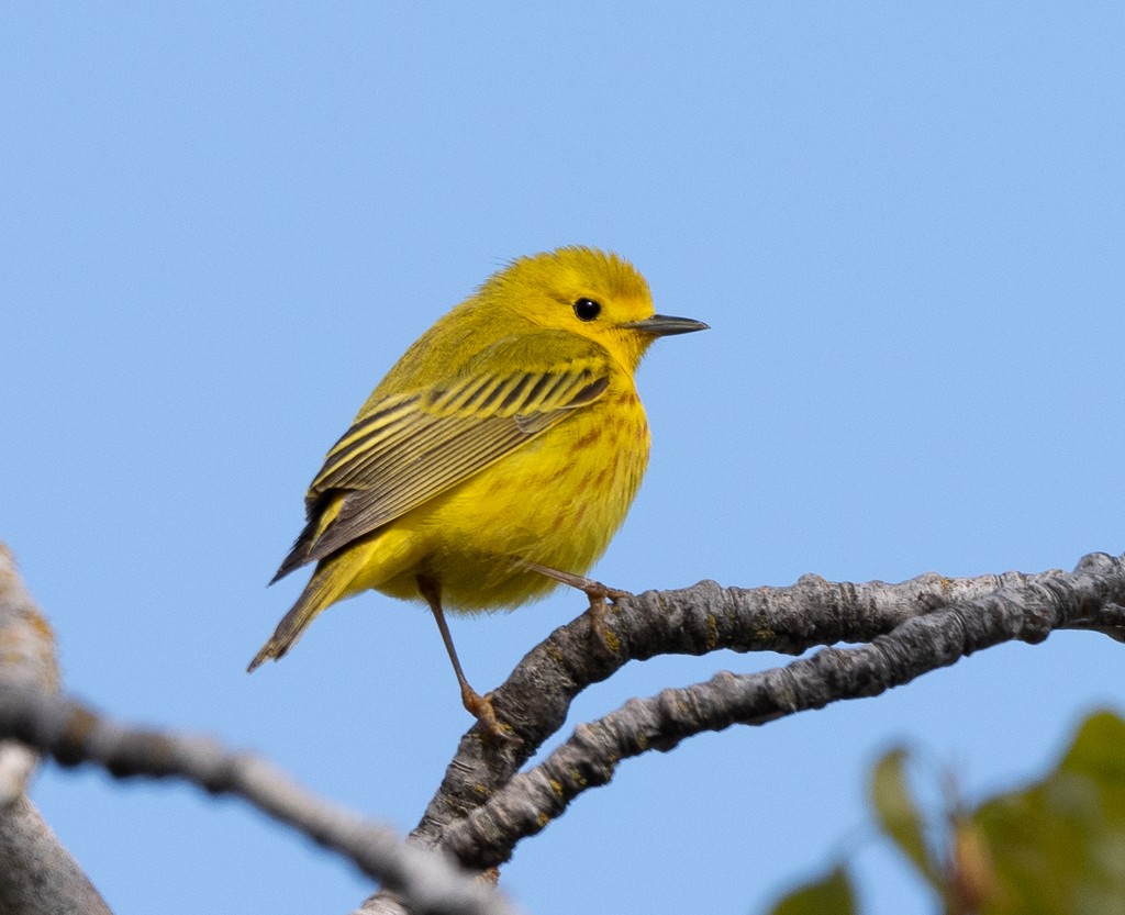 Yellow Warbler - ML618193208